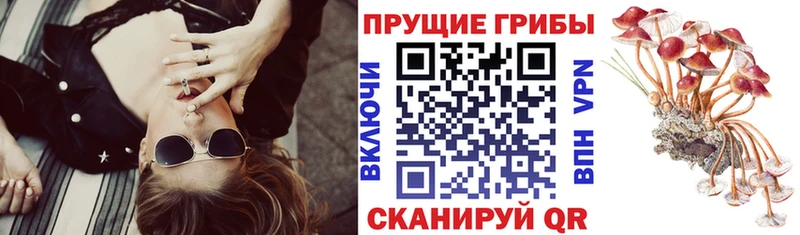 блэк спрут tor сайты даркнета Telegram Псилоцибиновые грибы мухоморы Каневская